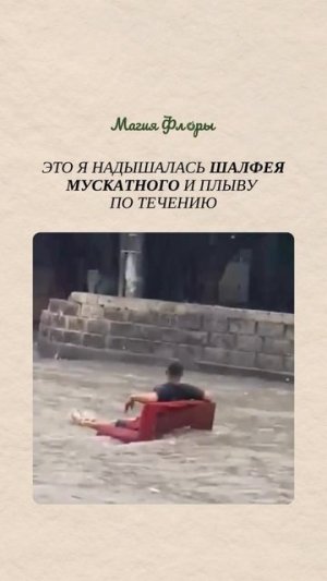 Эликсир спокойствия и ясности мыслей: эфирное масло шалфея мускатного ✨