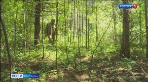 В костромских лесах клещей больше, чем грибов