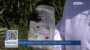 Способный увеличить урожай пшеницы на 30% препарат разработали в КубГАУ