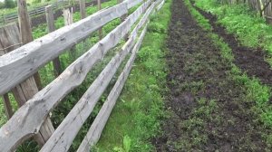 Дела житейские - кормим теленка , кормим коров , премиксы , регулятор вакуума , ласковые нетели .