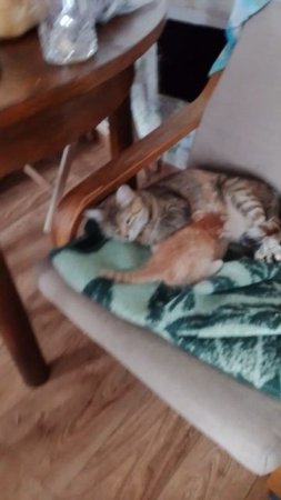 котёнок и кошка