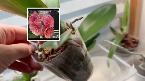 Орхидеи🌺 Прогулка по полочкам ❤️😍Часть 2
