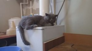 Жизнь в деревне - Готовлю маринованные грибы. Что у нас на ужин