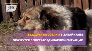 Бездомные собаки окажутся в Забайкалье в экстраординарной ситуации