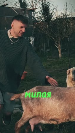 Познакомились с козой по имени Мила)))