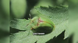 Щитоноска — скрытый враг вашего сада: как обнаружить и победить самого опасного вредителя растений