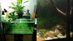 Основы содержания красноухих черепах, часть 2