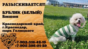 Пропала собака! БУБЛИК (БЕЛЫЙ), Бишон. Краснодарский край, г.Краснодар.