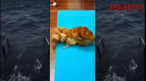 СМЕШНЫЕ ПРИКОЛЫ! ОТБОРНЫЙ ЮМОР!