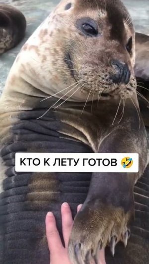 Животные приколы и не только