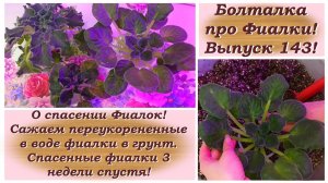 Болталка про Фиалки! Выпуск 143! О спасении Фиалок! Сажаем переукорененные в воде фиалки в грунт.