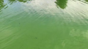 Часть реки Тавровки стала зелёной в Масловском затоне. 😱