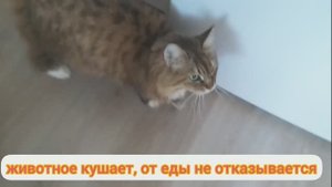 ХПН у кошек. Про Дашу. Хроническая почечная недостаточность.