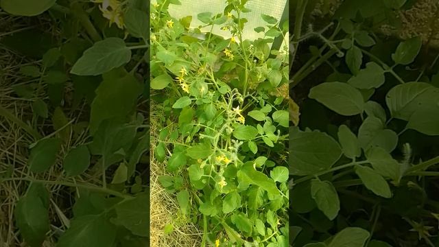 Поспели первые ампельные томаты Golden Pearl