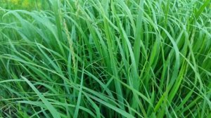 В поисках лопуха 02.07.25.