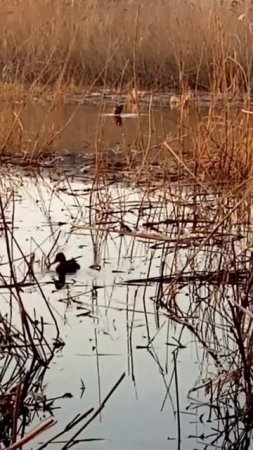охота на селезня с двумя утками