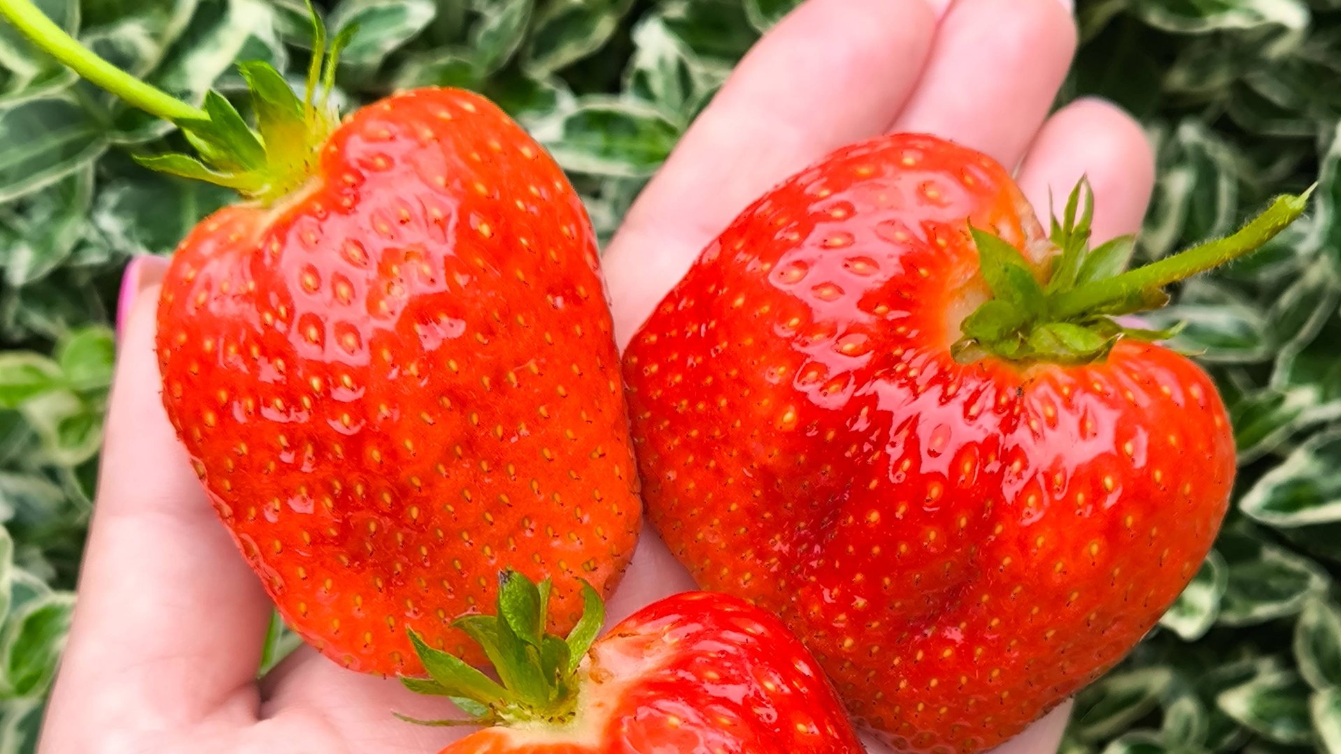 НАДЯ сорт клубники на 1.000.000 