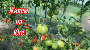 608ч🏡01.07.25-Наши будни//Посадили картошку//Огород зарос//Ждем гостей//ст.Ивановская
