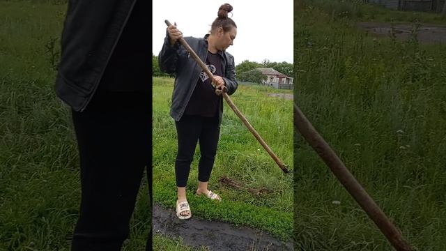 борьба с колючками на лугу, где пасутся козлята!