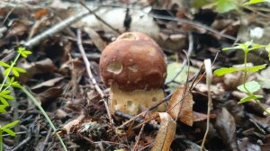 Сезон летних грибов открыт! 🌲🌳🌲🌳🍄🍄🍄