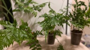 №80. Приехали новые папоротники.