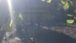 365. Дневник погоды 14.10.2024 Железнодорожный