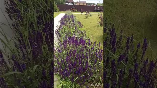 Цветение в парке.Наши жители молодцы🫶🔥🌺🌺🌺#садоводство#дизайн#жизньзагородом