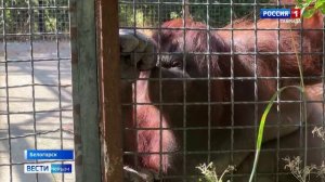 Вейп для орангутана