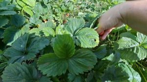 Собираю 🍓🍓🍓КЛУБНИКУ