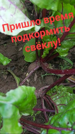 Свёкла ждет подкормку в дождливые дни!