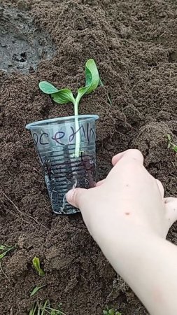 мандрагора KotikArsenio
