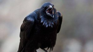 Вороны не прощают: Удивительная мстительность самых умных птиц