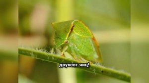 Горбатка-буйвол (Stictocephala bisonia) — опасный вредитель сада: как распознать и бороться?