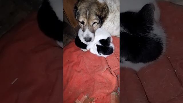 Джуля и  Пиратка покинули этот мир с жестокими диагнозами. Покойтесь с миром,Пушистики .