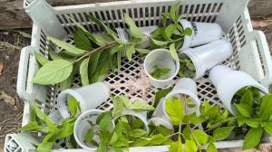 не сдаюсь и снова укореняю гортензии