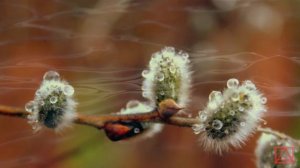 Св. Исаак Сирианин Подвижническия наставления ч.10