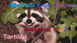 Енот пушок рассказывает анекдоты №234
