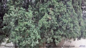 Трек, который заставляет почувствовать каждое дерево, каждую веточку - Top Down -- Ketsa -- 5D