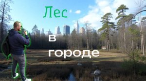 Лес и болото в городе Липецк.Неожиданные находки