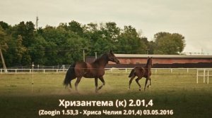 Хризантема (к) 2.01,4 (Zoogin 1.53,3 - Хриса Челия 2.01,4) 03.05.2016