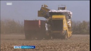 Уборка раннего картофеля началась на Ставрополье