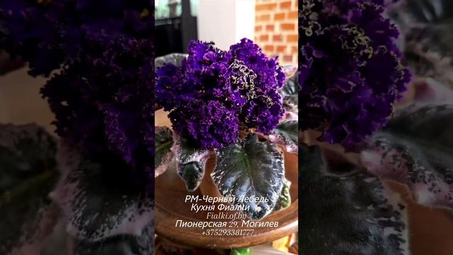 🐇❤️РМ-Черный Лебедь - один из самых тёмных гипермахровых сортов. Но самое главное у него внутри