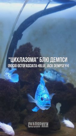 "Цихлазома" Блю Демпси