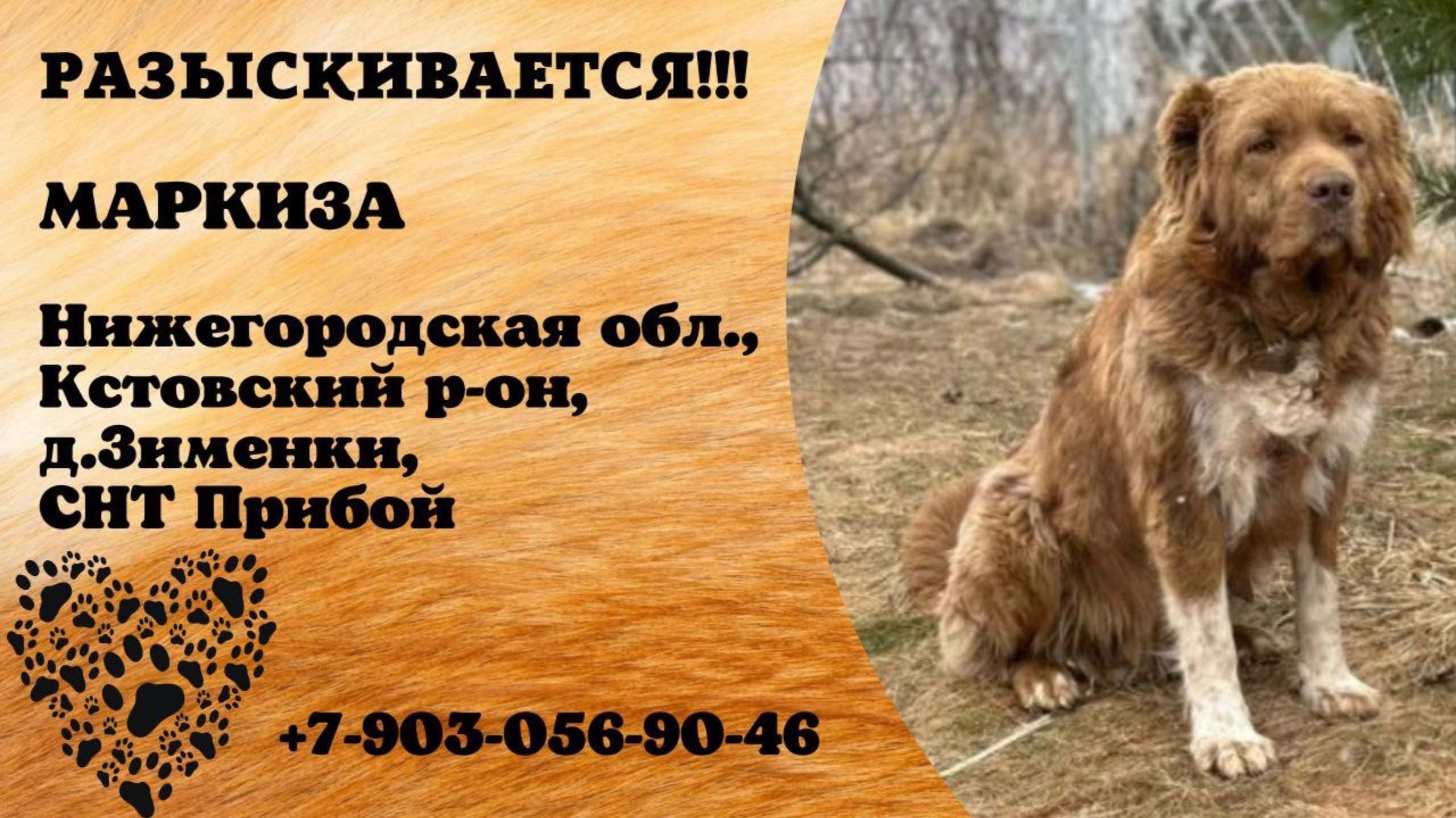 Пропала собака! МАРКИЗА. Нижегородская обл., Кстовский р-н, д.Зименки.