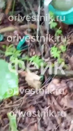 Видео с минными растяжками на Орловщине встревожило местных жителей