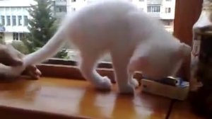 Кошка боится за руку хозяина