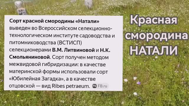 Смородина Натали! Неприхотливый сорт на моем участке!