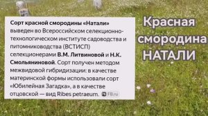 Смородина Натали! Неприхотливый сорт на моем участке!