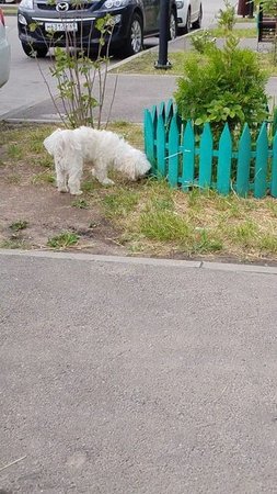 Собака-улыбака #собака