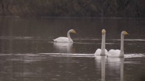 Лебедь-кликун @заповедник "Малая Сосьва", Вахитов Л.А.,2025